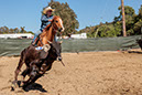 %_tempFileNameVPR_cow_sorting_June_2024-98%