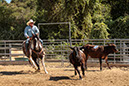 %_tempFileNameVPR_cow_sorting_June_2024-99%