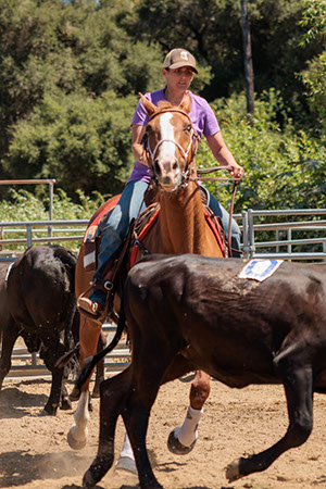 %_tempFileNameVPR_cow_sorting_June_2024-41%