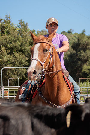 %_tempFileNameVPR_cow_sorting_June_2024-65%