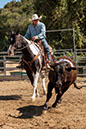 %_tempFileNameVPR_cow_sorting_June_2024-100%