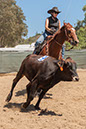 %_tempFileNameVPR_cow_sorting_June_2024-47%