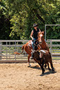 %_tempFileNameVPR_cow_sorting_June_2024-5%