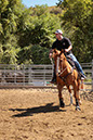 %_tempFileNameVPR_cow_sorting_June_2024-61%