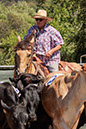 %_tempFileNameVPR_cow_sorting_June_2024-80%
