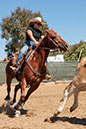 %_tempFileNameVPR_cow_sorting_June_2024-85%
