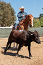 %_tempFileNameVPR_cow_sorting_June_2024-95%